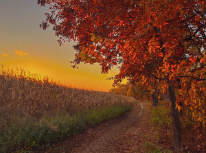 Autumn Splendor - Photo by Lynnelle Hulse