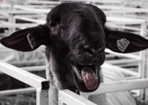 Baa-d Attitude - Photo by Julie Keller