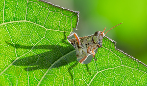 Salon HM: Backlit Breakfast by Bob Ferrante