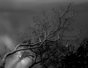 Backlite Tree - Photo by Bill Latournes