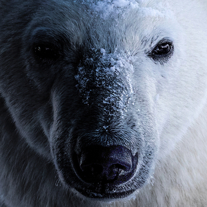 Bad Bear, Good Bear - Photo by Eric Wolfe