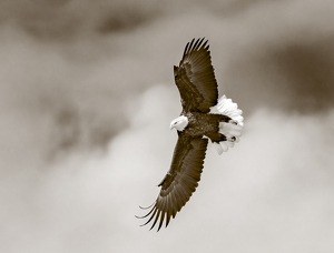 Salon 2nd: Bald Eagle in Flight by Merle Yoder