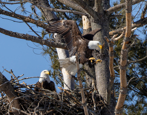 Bald Eagle Leaving the Nest - Photo by Nancy Schumann