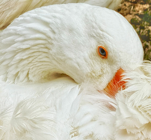 Bashful Beauty - Photo by Janice Oliveri