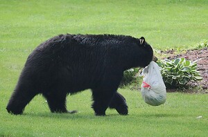 Class B 2nd: bear take-out by Mireille Neumann
