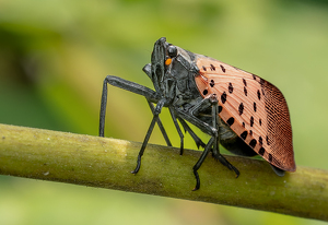 Salon 2nd: Beauty Or The Beast ? by Bob Ferrante