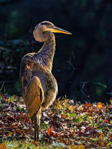 Salon 1st: Beer belly heron by Frank Zaremba MNEC
