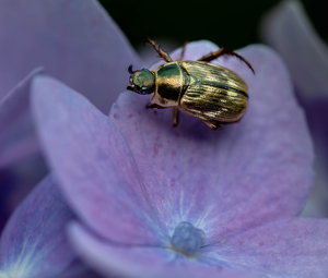Beetle in Bloom - Photo by Amy Keith