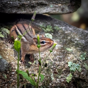 Before the Nible - Photo by Anna Proczek