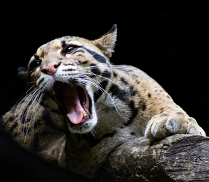Big cat with a big yawn - Photo by Janice Oliveri