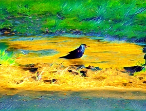 Bird Bath Colorized - Photo by Frank Stapleford