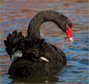 Black Beauty - Photo by John Straub