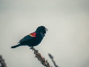 Black Bird who needs a Kleenex - Photo by Ben Parisi