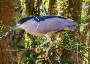 Black Crowned Night Heron - Photo by Jim Patrina