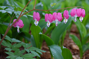 Bleeding Hearts - Photo by Bill Latournes