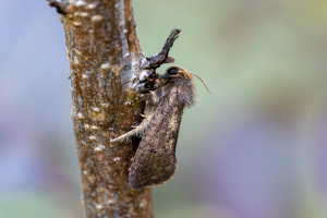 Blending In - Photo by Alison Wilcox