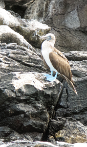 Blue Footed Booby - Photo by Louis Arthur Norton