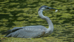 Class B HM: Blue Heron with a fish by Edie Ryba