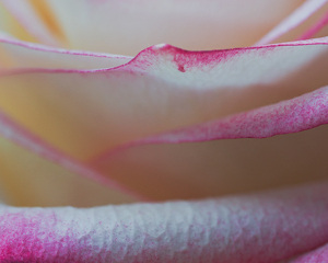 Blushing Rose - Photo by Quannah Leonard