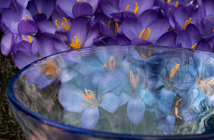 Salon 1st: Bowl Of Blossoms by Bob Ferrante