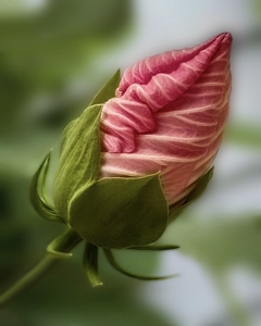 Budding Hibiscus - Photo by Dolores Brown