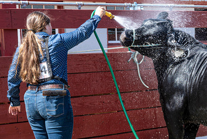 Bull Shower - Photo by Linda Miller-Gargano