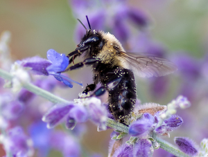 Bumble on Lavender - Photo by Kevin Hulse