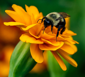 Class B HM: Bumblebee on a Flower by Linda Miller-Gargano