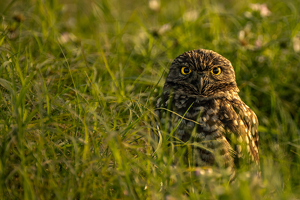 Class B 1st: Burrowing Owl by Larry Gleit