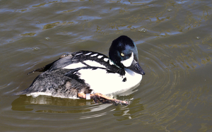 Burrows Goldeneye Duck - Photo by Chip Neumann