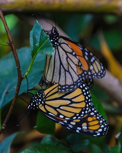 Butterflies - Photo by Bill Latournes