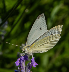 Class A 1st: Cabbage White Butterfly by Linda Fickinger