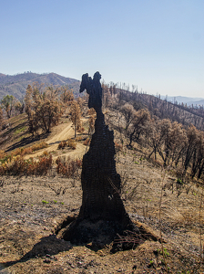California Fire Angel - Photo by Jim Patrina