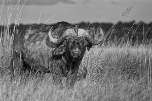Class A HM: Cape Buffalo and Oxpecker by Nancy Schumann