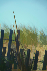 Cape Cod Fence - Photo by Alene Galin