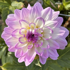 Capturing One's Flower Garden - Photo by Louis Arthur Norton