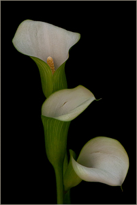 Class A HM: Cascade by Linda Fickinger
