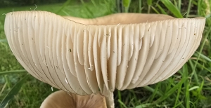 Cast your eye on my Fungi - Photo by Liz Borajkiewicz