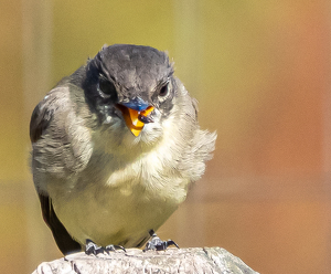 Catch! - Photo by Marylou Lavoie