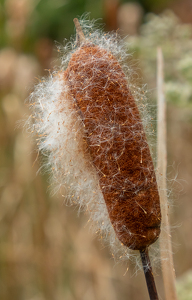 Cattail - Photo by Pamela Carter