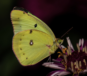 Clouded Sulphur Butterfly - Photo by Bill Latournes