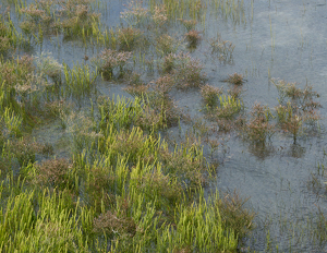 Coastal Ecosystem - Photo by Kevin Hulse