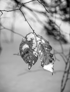 cold - Photo by John Parisi