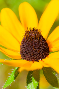 Complicated Center - Photo by Pamela Carter