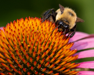 Confeflower Disk - Photo by Marylou Lavoie
