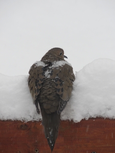 Cool Dove - Photo by Frank Stapleford