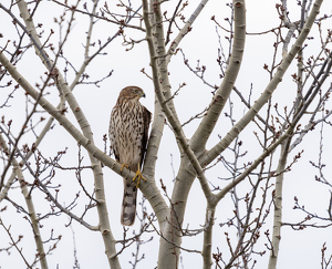 Cooper's Hawk - Photo by Alison Wilcox