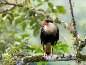 Crested Caracara - Photo by Alison Wilcox