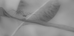 Salon HM: Daddy Sure Has Long Legs by Bob Ferrante