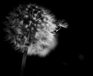 Dandelion Jumper - Photo by Quannah Leonard